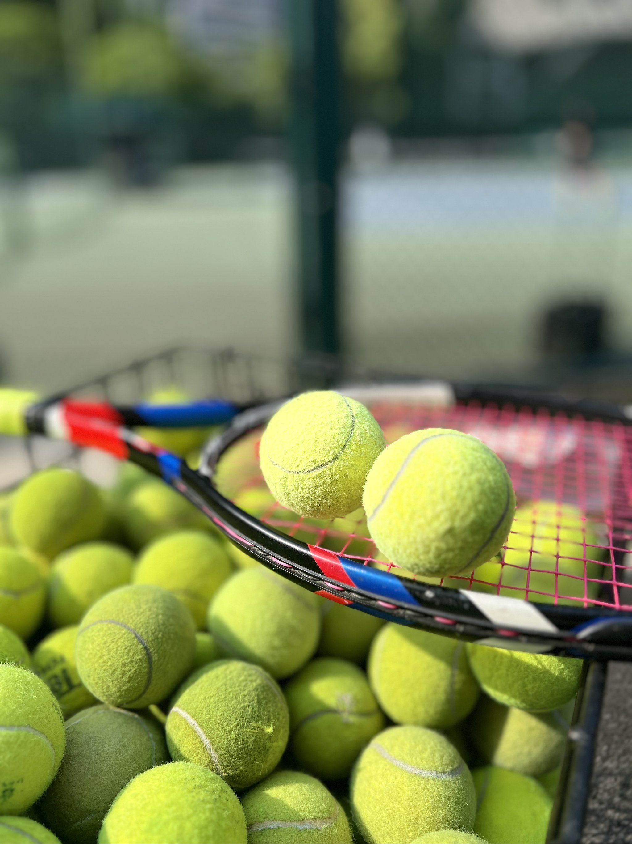 的新年礼物 的新年礼物